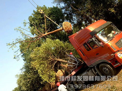 20公分香樟，多桿香樟發(fā)車-(1)